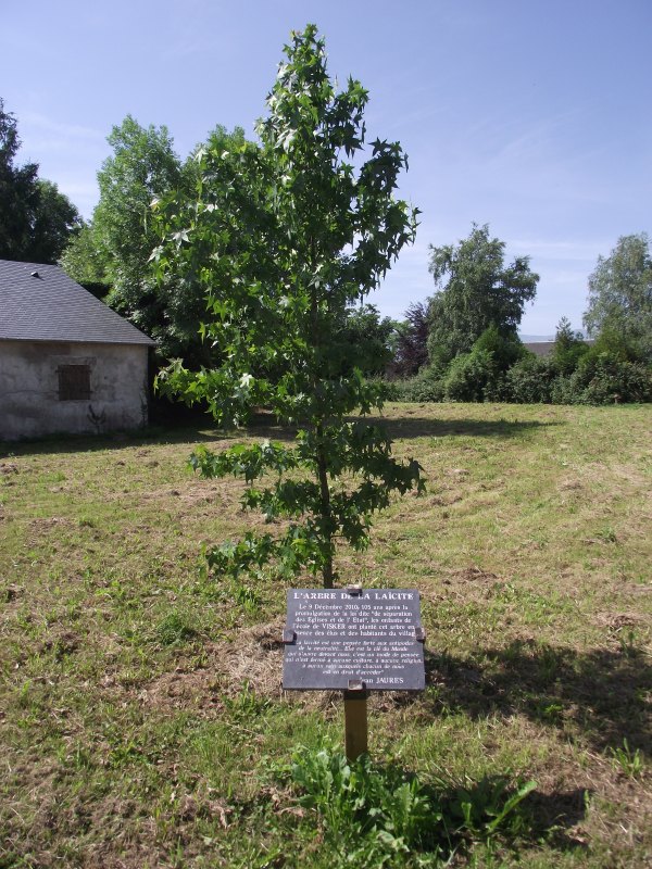 Arbre de la laïcité